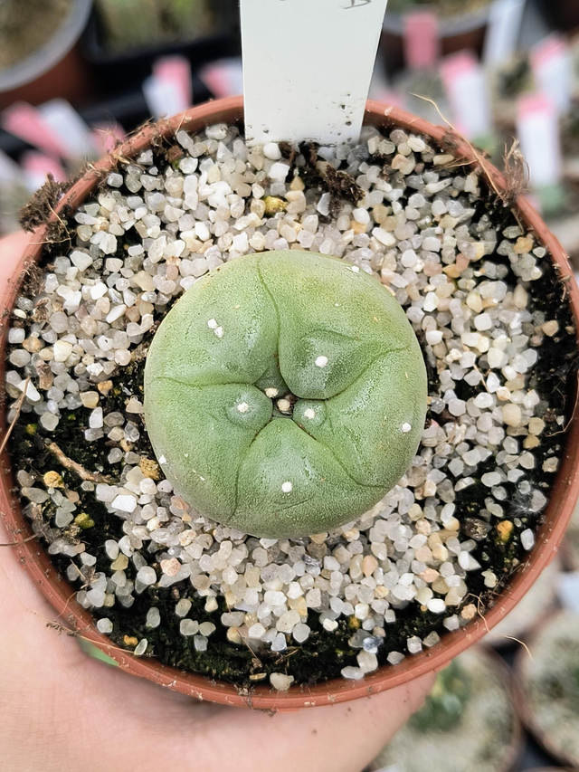 Lophophora diffusa cv. 'koike'