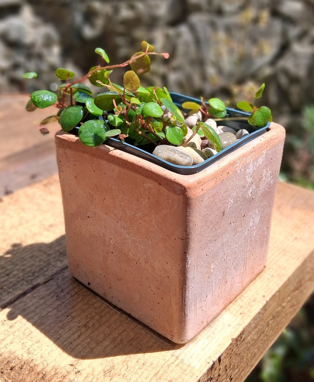 S01 . Peperomia 'Pepperspot' in "Cubo Terra di Siena 10"