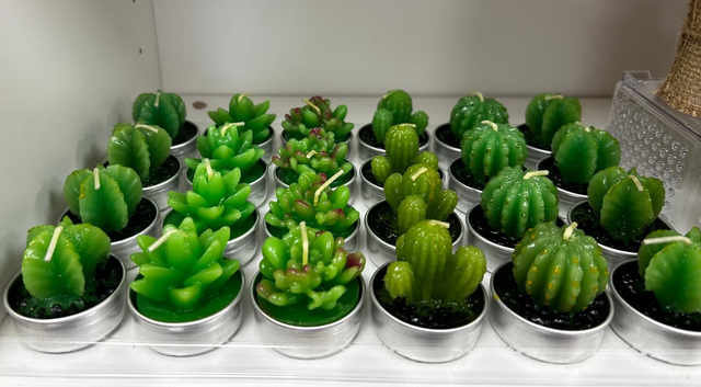 Candela tealight cactus 