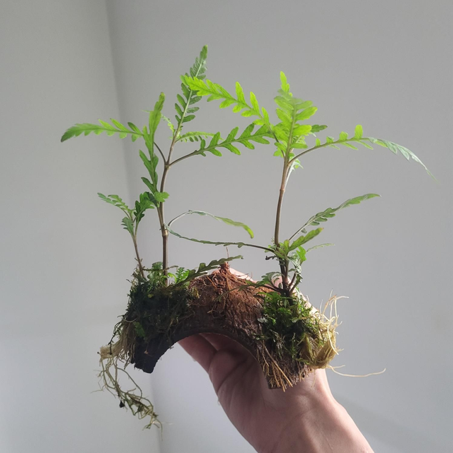 3-Gaats cocosnoot met Hygrophila Pinnatifida 6090937514583