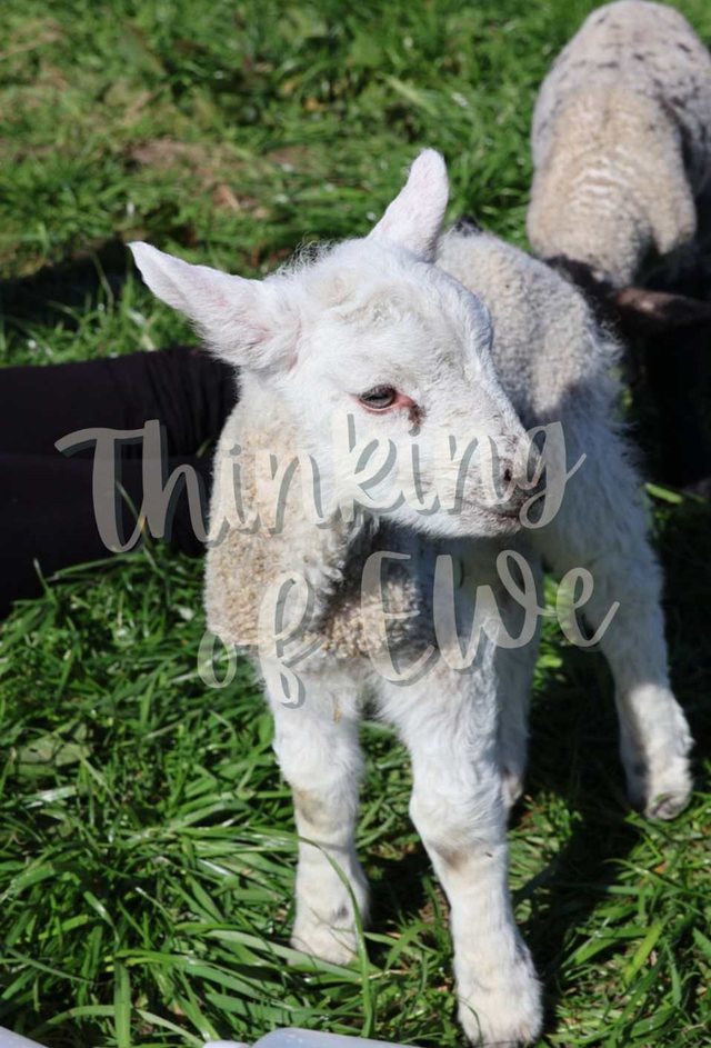 Donkey offering shade to the lamb - Hand crafted Reclaimed Wood