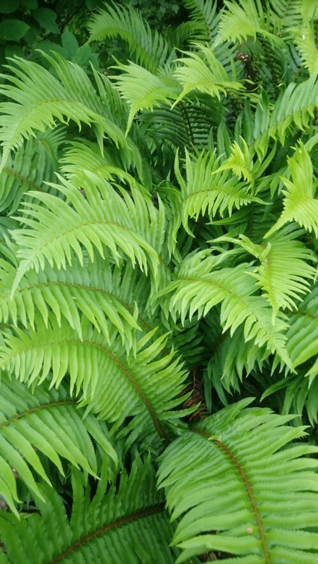 Polystichum munitum Plug plant
