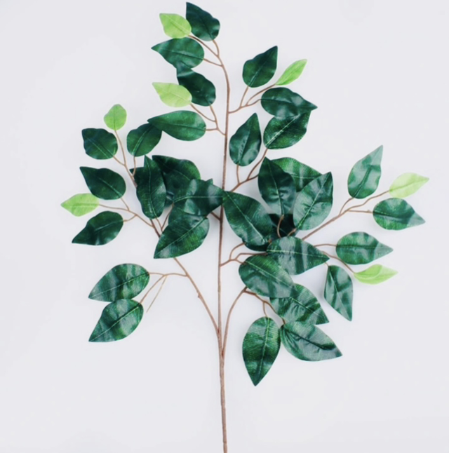 Ficus Branch
