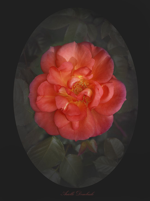 Rose Arielle Dombasle