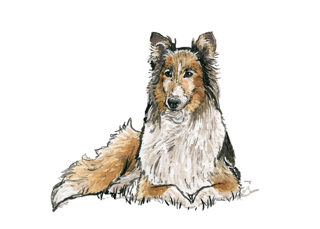 Bespoke Pet Portrait | Illustrated from your photo