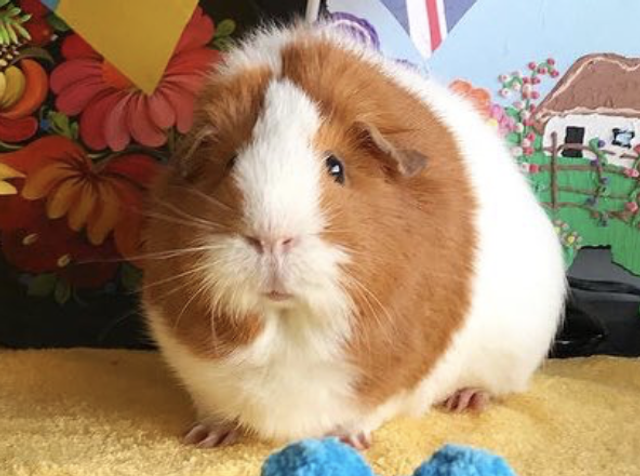 £500 donation to Patch's Piggy Trust