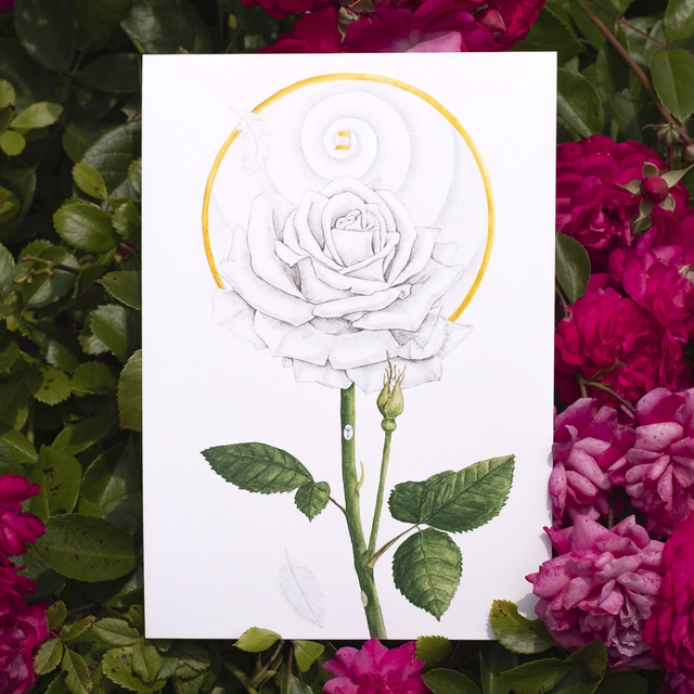 Rose Blanche A5