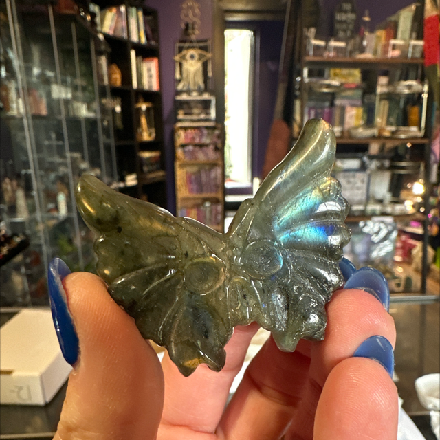 Labradorite Moth 