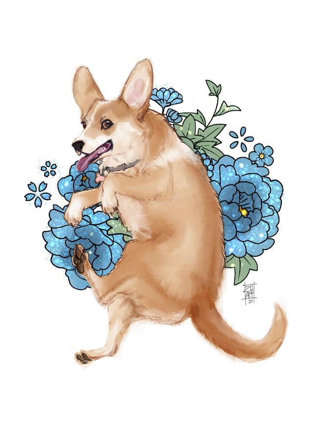 Corgi with blue flowers