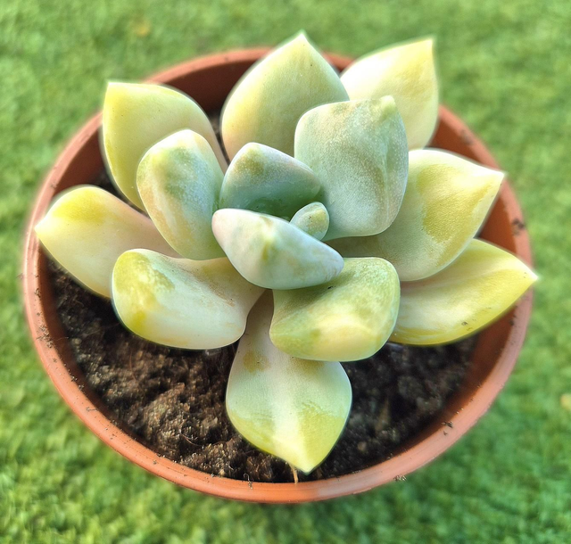 Pachyveria Pachyphytoides 'Variegata'
