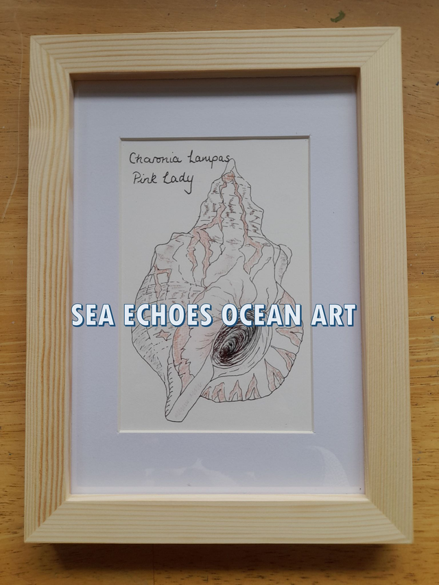 Shell: Pink Lady – Charonia Lampas Original