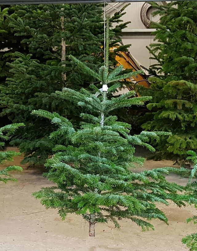 NORDMANN COUPÉ 80/100