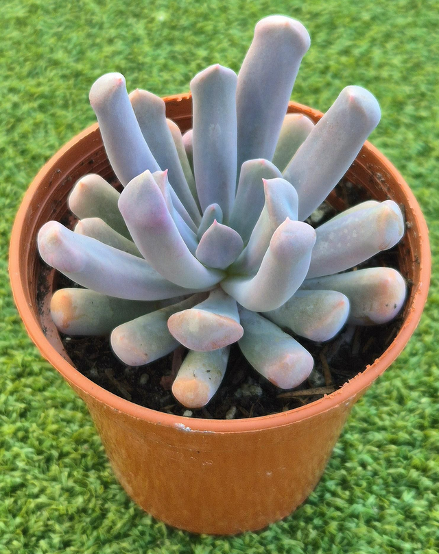 Echeveria 'Lilac Spoons'