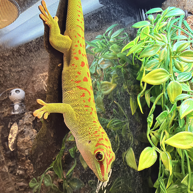 CB26 Giant Day Gecko 