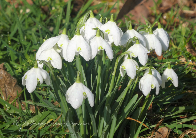 Photographic Open Edition Print from my "Floral" collection "Welcoming the New Year"