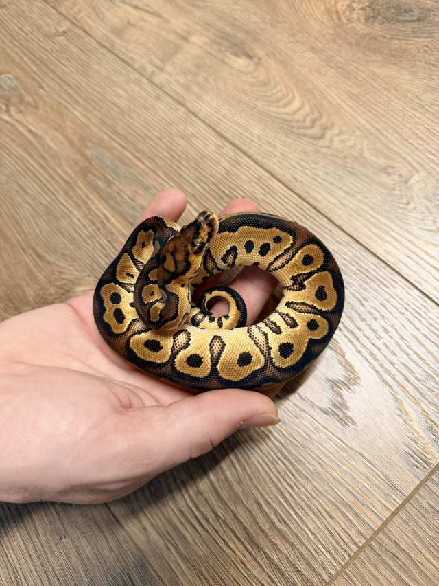 CB26 Clown Het Pied Female