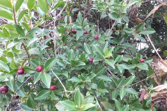 Cherry / Strawberry / Mountain Guava, Psidium cattleianum Seeds