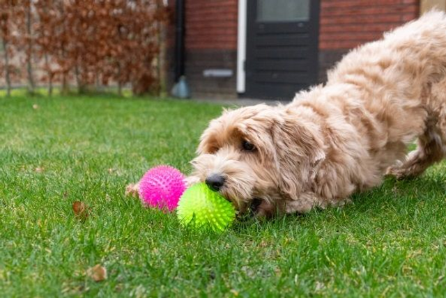 Dog Comets Exoplanet Egelbal