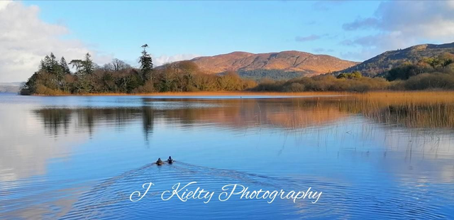  Ducks at Lough Gill, County Sligo. 