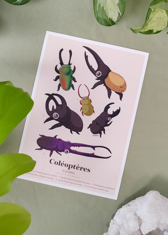 Collection "Planche d'études" - Coléoptères