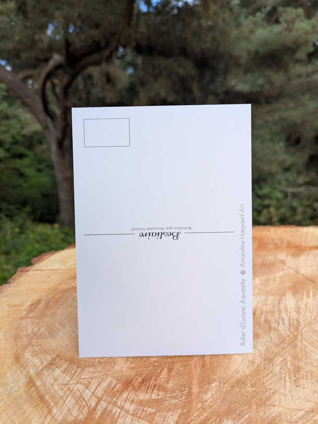 Carte Postale Martin pêcheur