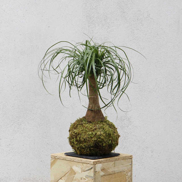 Beaucarnea Kokedama