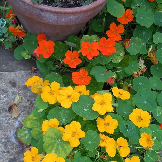 Nasturtium Jewel Mix
