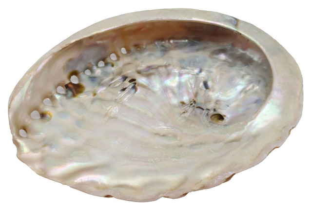 Coquille d'Ormeau naturelle