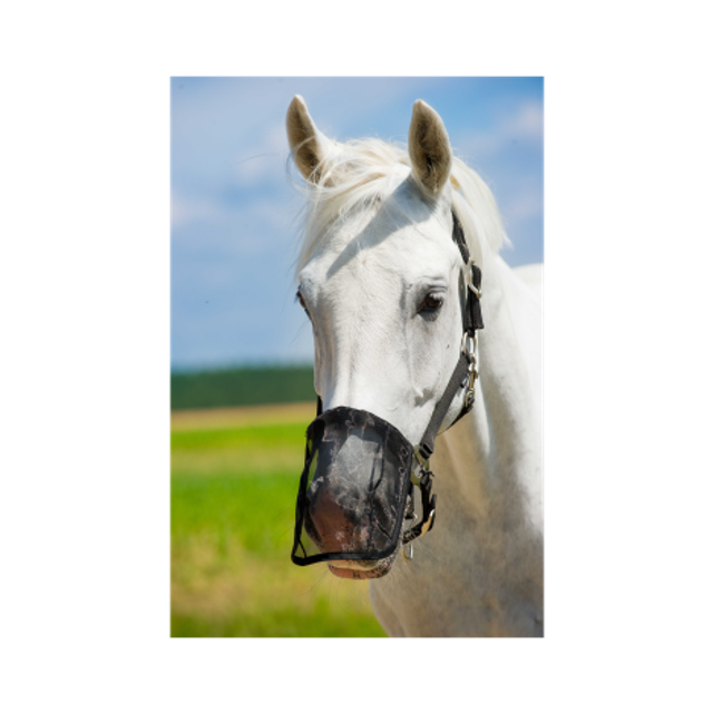 Filet protège-naseaux NORTON