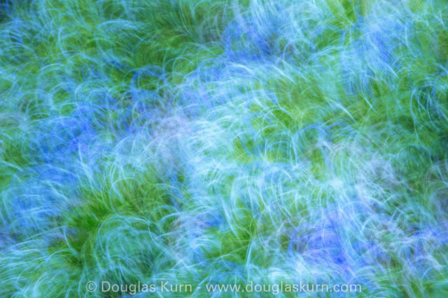 Blue Bells, St Ann&#039;s 2