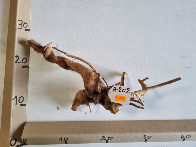 Racine araignée A-202