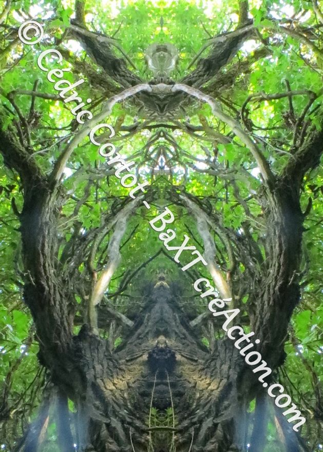 Carte postale - Entre réel et irréel (Ref IMG_0432-2)