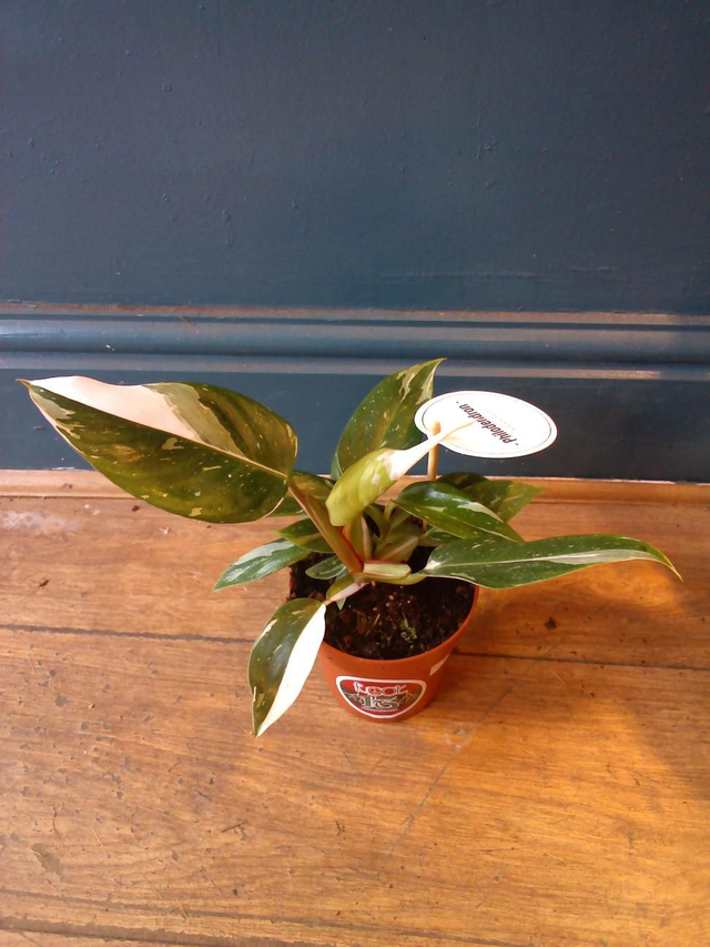 Philodendron mix in 12cm pot.