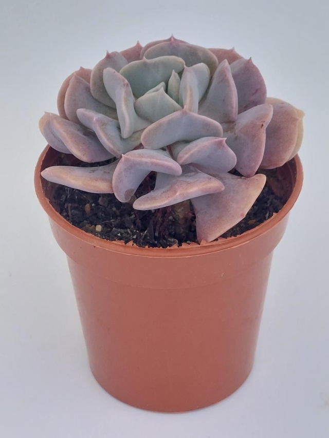 Echeveria 'Cubic Frost'