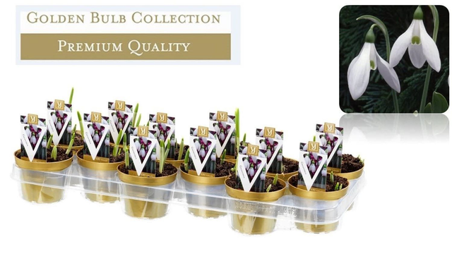 F02 . Galanthus elwesii