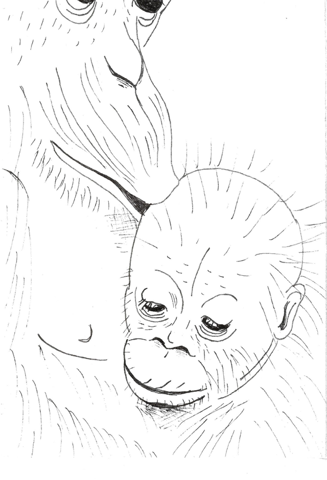 Carte &quot;Finis Moi!&quot; - L&#039;Orang-Outan