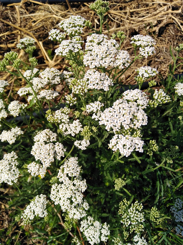 Infusion Confort féminin