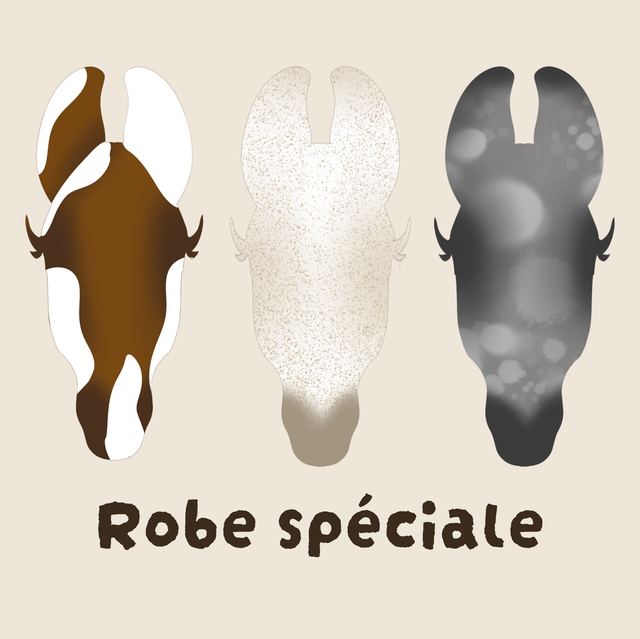 Hobby horse A6 Personnalisé