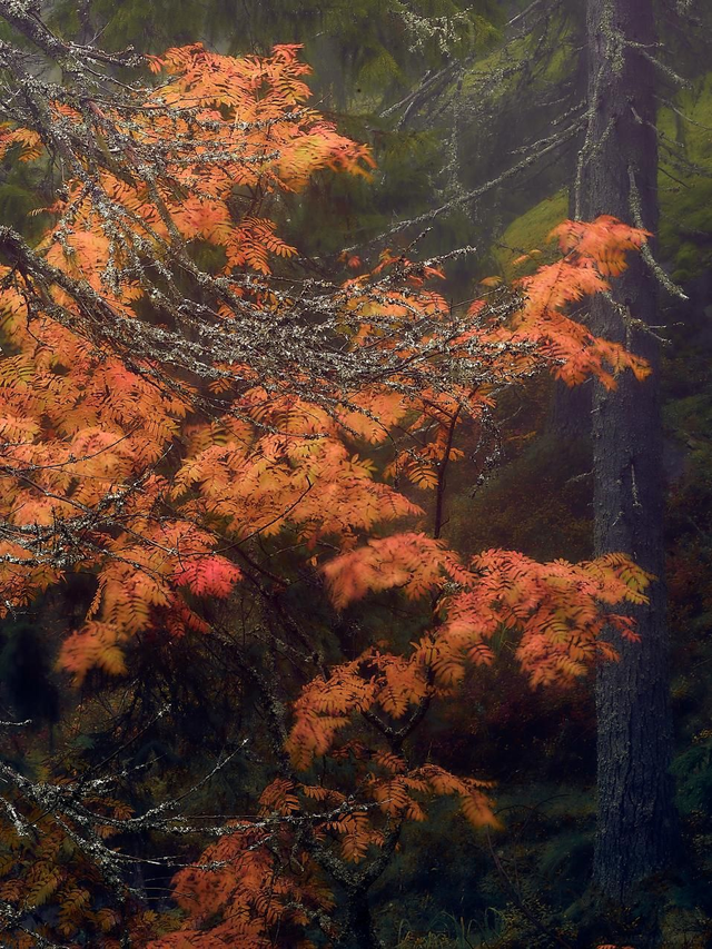 TunneMetsä - Leijonatunne, Fine Art Canvas 11col 68x50cm