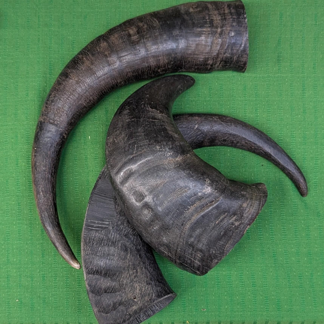 Buffalo Horn (Empty)