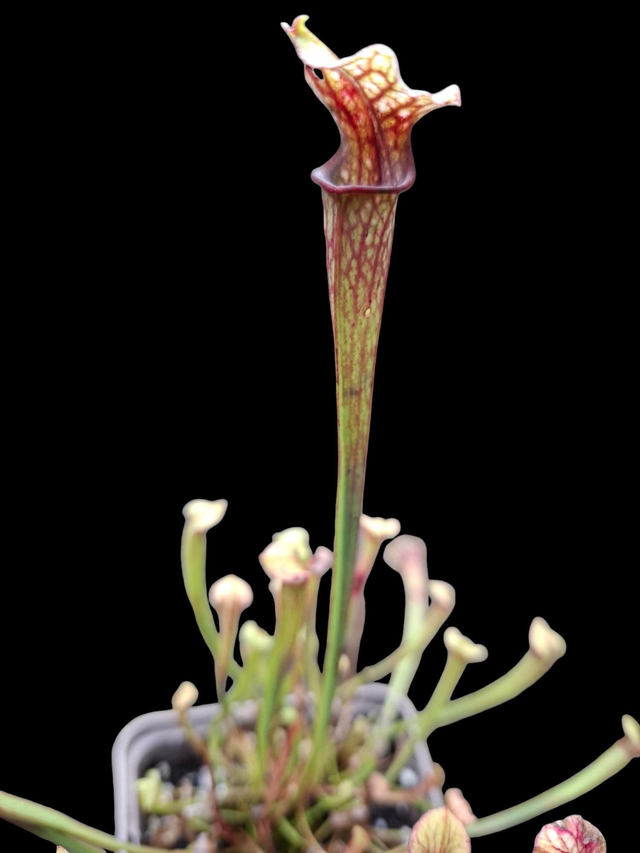 Sarracenia 'Wilkersons White Knight' x 'Wilkerson's Red Rocket'  P9