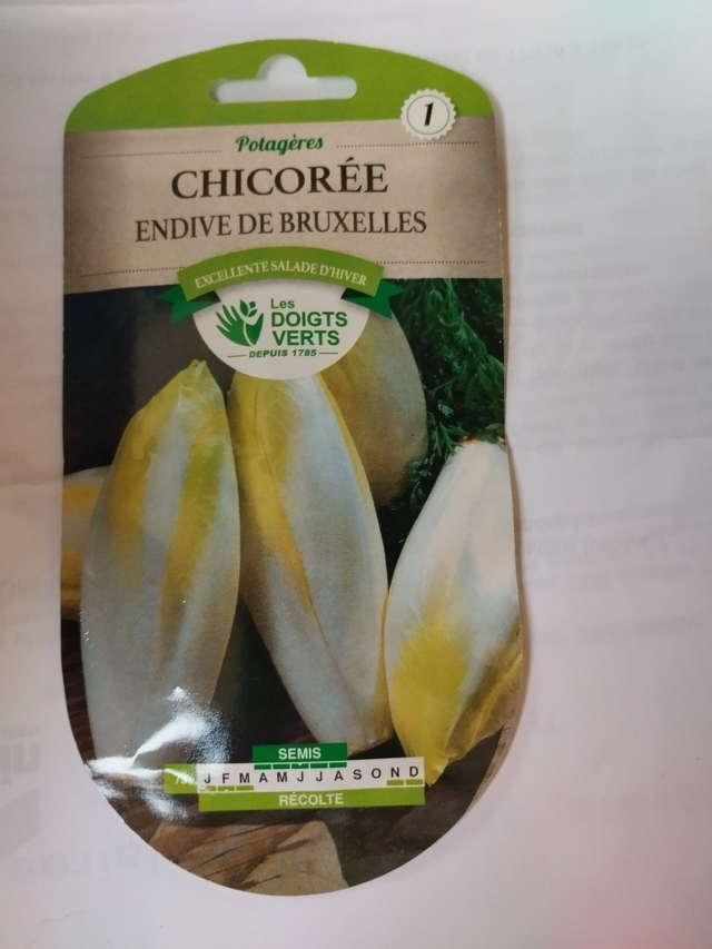 Chicorée Endive de Bruxelles