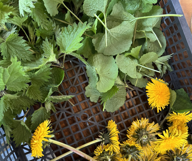 Guided Foraging Packages