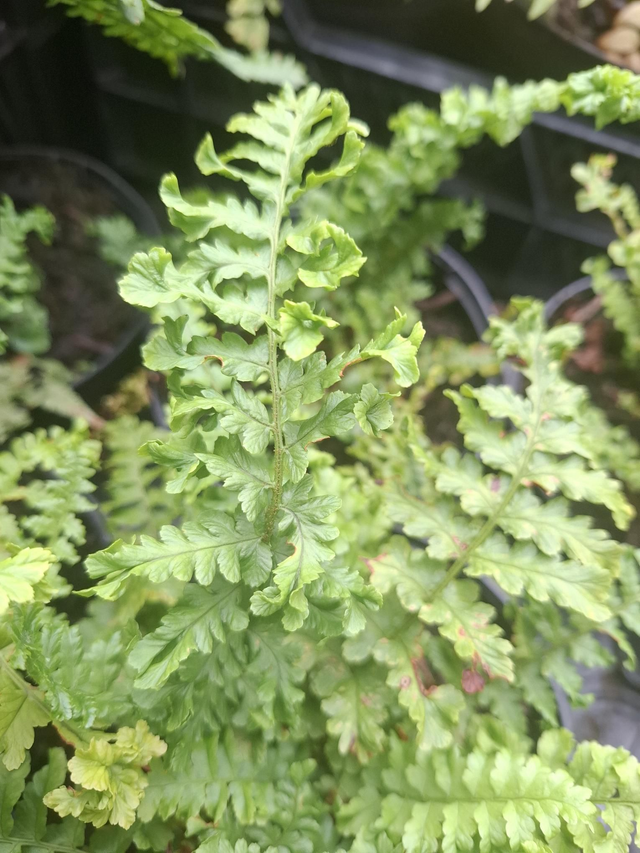 Dryopteris filix-mas 'Crispa Cristata 1 litre