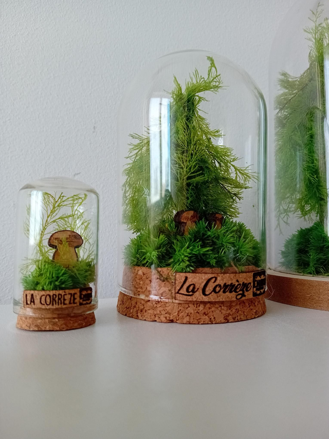 Cloche moyenne l'image de la Corrèze, forêt de sapins et cèpes 