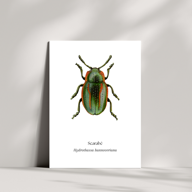 Cartes - Scarabé