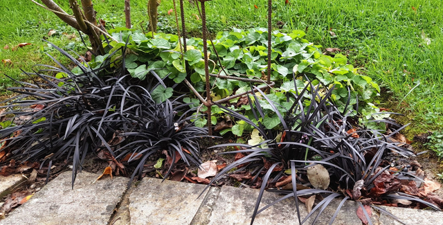 Ophiopogon nigrescens - 1ltr pot