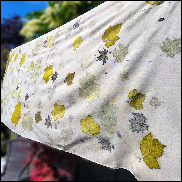 Organic cotton pashmina - eco-printed with a variety of marvelous maples