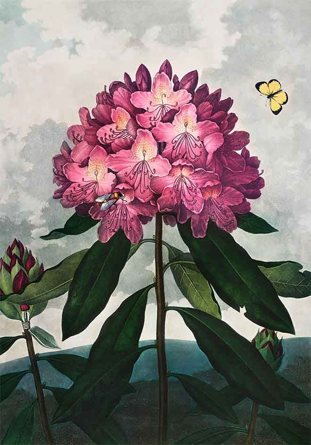 The Pontic Rhododendron - painting