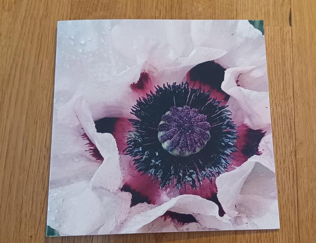 Orental Poppy version 2